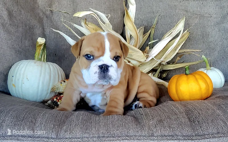 Frankie – English Bulldog puppy for sale in Newport, PA