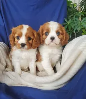 Hugo, a male Cavalier King Charles Spaniel for sale in Newport, PA – 10 of 10