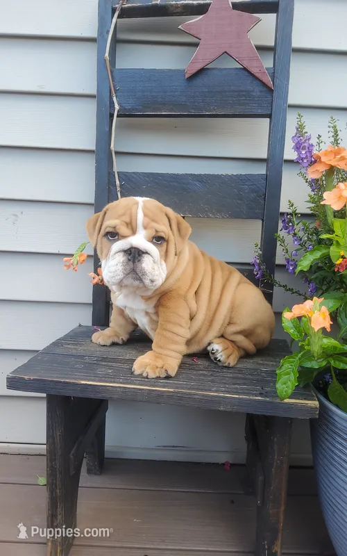 Frankie – English Bulldog puppy for sale in Newport, PA