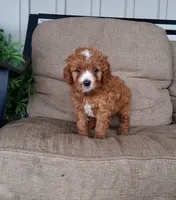 Smores , a male Cavapoo for sale in Newport, PA – 3 of 7