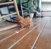 Tidbit, a male Poodle - Toy  for sale in Newport, PA – 6 of 6
