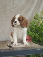 Hoss, a male Cavalier King Charles Spaniel for sale in Newport, PA – 3 of 8