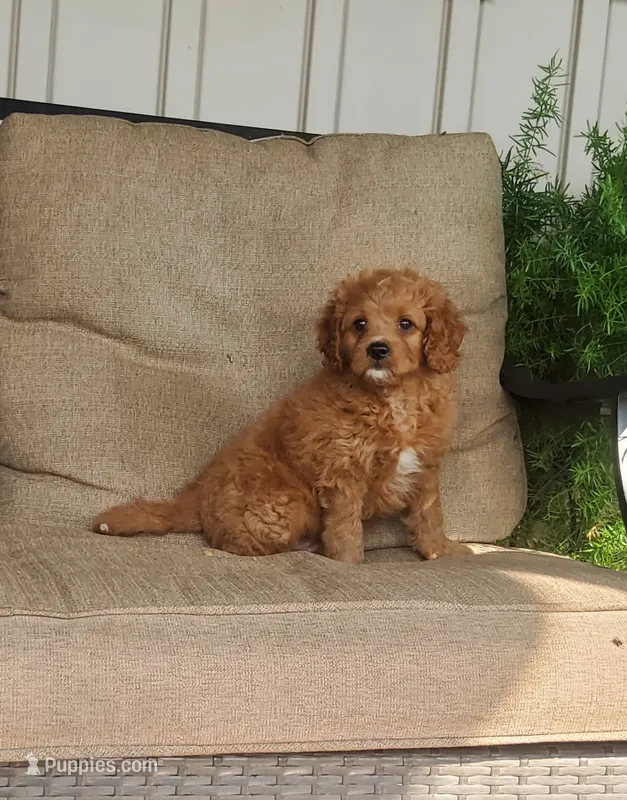 Sonny – Cavapoo puppy for sale in Newport, PA