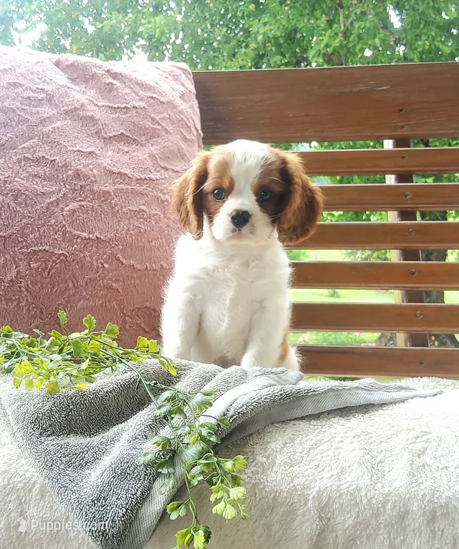 Hoss – Cavalier King Charles Spaniel puppy for sale in Newport, PA