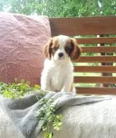 Hoss, a male Cavalier King Charles Spaniel for sale in Newport, PA – 5 of 8