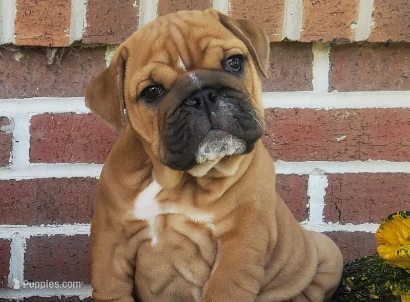 Finn – English Bulldog puppy for sale in Newport, PA