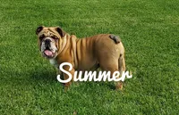 Frankie, a male English Bulldog for sale in Newport, PA – 6 of 7