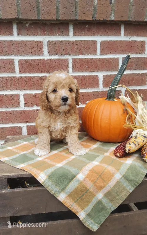 Twinkle – Cockapoo puppy for sale in Newport, PA