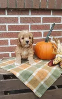 Twinkle, a female Cockapoo for sale in Newport, PA – 1 of 4