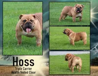 Frankie, a male English Bulldog for sale in Newport, PA – 7 of 7