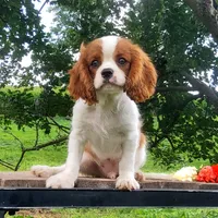 Hoss, a male Cavalier King Charles Spaniel for sale in Newport, PA – 2 of 9