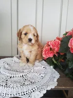 Summer, a female Cockapoo for sale in Newport, PA – 2 of 4