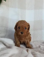 Twinkle , a female Poodle - Toy  for sale in Newport, PA – Photo 2 of 4