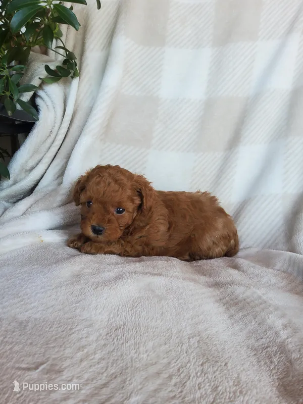 Twinkle  – Poodle - Toy  puppy for sale in Newport, PA