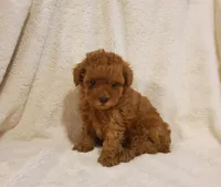 Twinkle , a female Poodle - Toy  for sale in Newport, PA – Photo 2 of 4