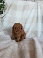 Twinkle , a female Poodle - Toy  for sale in Newport, PA – Photo 4 of 4