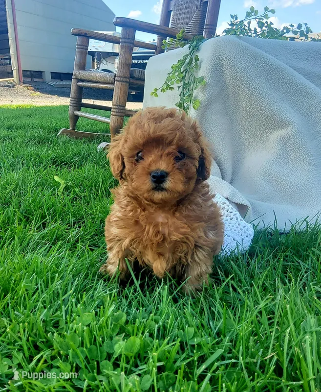 Twinkle , a female Poodle - Toy  for sale in Newport, PA – Photo 1 of 4
