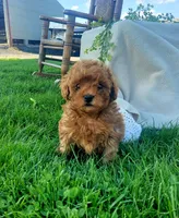 Twinkle , a female Poodle - Toy  for sale in Newport, PA – Photo 1 of 4