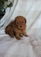 Twinkle , a female Poodle - Toy  for sale in Newport, PA – Photo 3 of 4