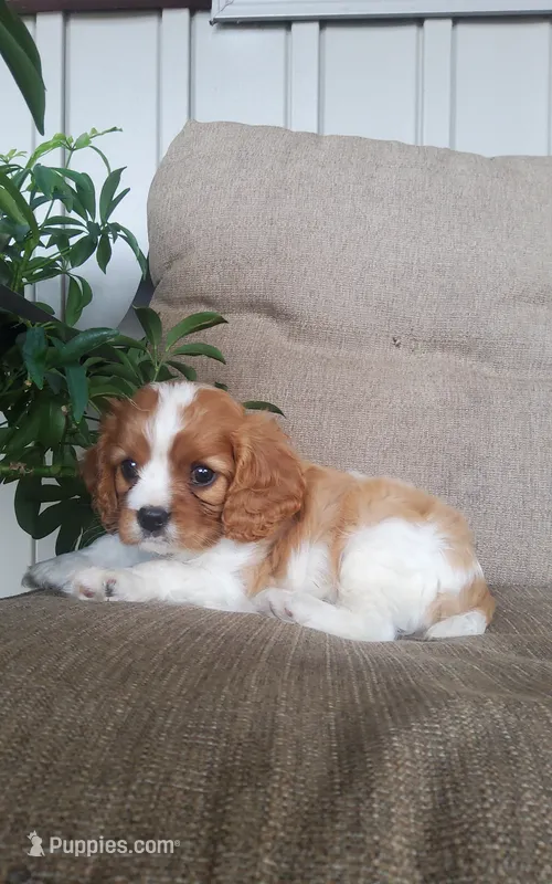 Hugo – Cavalier King Charles Spaniel puppy for sale in Newport, PA