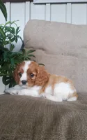 Hugo, a male Cavalier King Charles Spaniel for sale in Newport, PA – 7 of 10