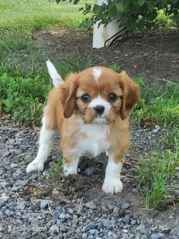 Brody – Cavalier King Charles Spaniel puppy for sale in Newport, PA