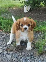 Biscuit, a male Cavalier King Charles Spaniel for sale in Newport, PA – 1 of 7