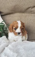 Hugo, a male Cavalier King Charles Spaniel for sale in Newport, PA – 3 of 3