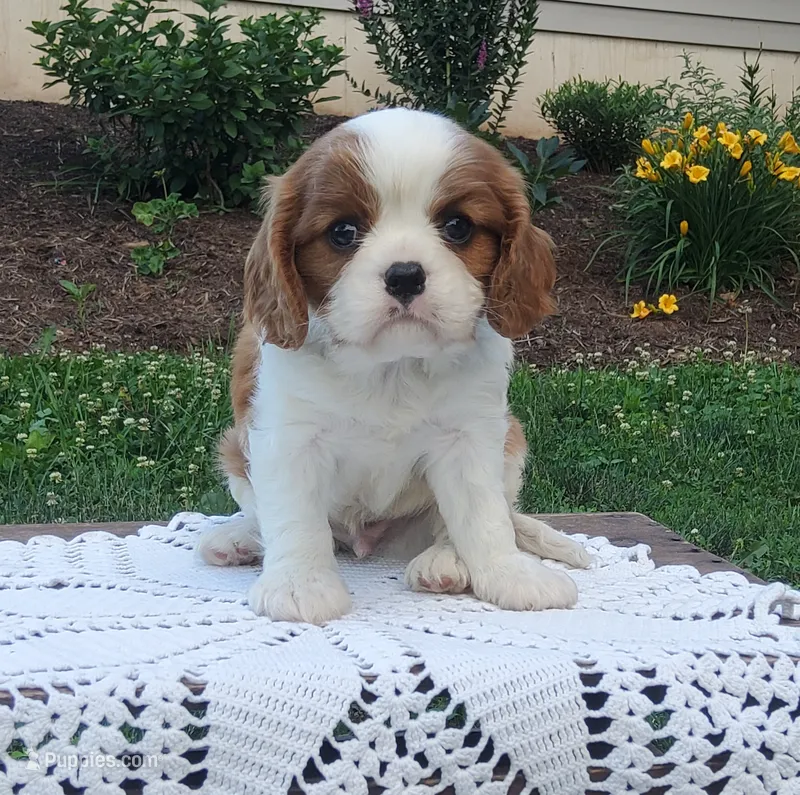 Hoss – Cavalier King Charles Spaniel puppy for sale in Newport, PA