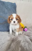 Brooke , a female Cavalier King Charles Spaniel for sale in Newport, PA – 2 of 3