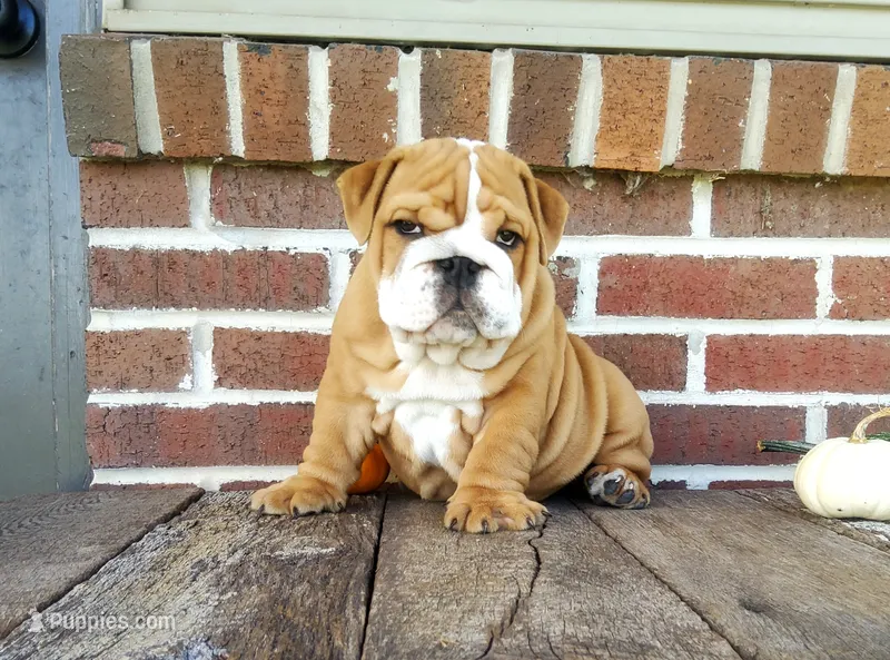 Frankie – English Bulldog puppy for sale in Newport, PA