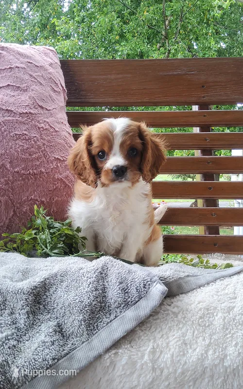 Hugo – Cavalier King Charles Spaniel puppy for sale in Newport, PA