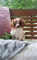 Hugo, a male Cavalier King Charles Spaniel for sale in Newport, PA – 3 of 10