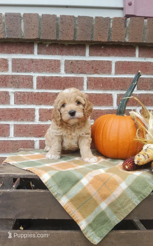 Teddy  – Cockapoo puppy for sale in Newport, PA