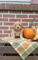 Teddy , a male Cockapoo for sale in Newport, PA – 1 of 4