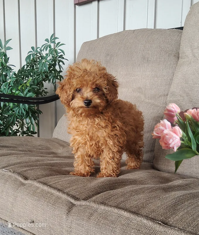 Tidbit – Poodle - Toy  puppy for sale in Newport, PA