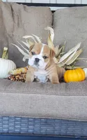 Frankie, a male English Bulldog for sale in Newport, PA – 2 of 7