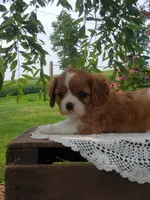 Brody, a male Cavalier King Charles Spaniel for sale in Newport, PA – 6 of 8