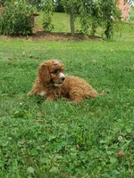 Smores , a male Cavapoo for sale in Newport, PA – 5 of 9