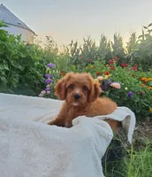 Sonny, a male Cavapoo for sale in Newport, PA – 4 of 10