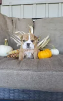 Frankie, a male English Bulldog for sale in Newport, PA – 3 of 7