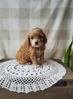 Cherish , a male Cockapoo for sale in Newport, PA – Photo 1 of 3