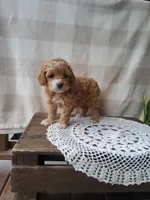 Cherish , a male Cockapoo for sale in Newport, PA – Photo 2 of 3