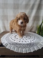 Cherish , a male Cockapoo for sale in Newport, PA – Photo 3 of 3