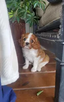 Hugo, a male Cavalier King Charles Spaniel for sale in Newport, PA – 9 of 10