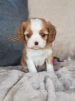 Bailey , a male Cavalier King Charles Spaniel for sale in Newport, PA – 2 of 4