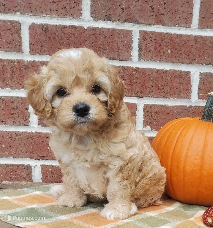 Tika – Cockapoo puppy for sale in Newport, PA