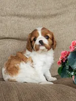 Haley , a female Cavalier King Charles Spaniel for sale in Newport, PA – 1 of 2