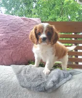 Hugo, a male Cavalier King Charles Spaniel for sale in Newport, PA – 6 of 10