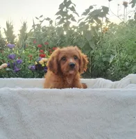 Sonny, a male Cavapoo for sale in Newport, PA – 1 of 10